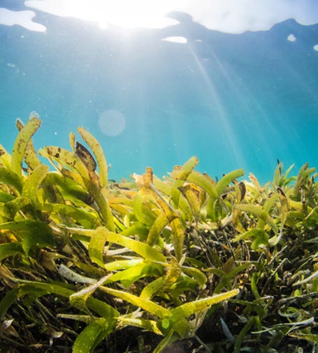 algues fond marin